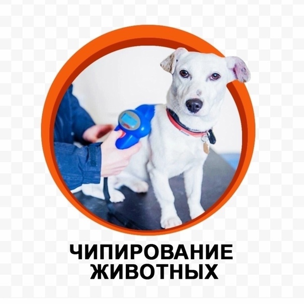 С 1 июля 2025 года в Алтайском крае введена административная ответственность за нарушение требований об обязательной регистрации и (или) маркировании собак.